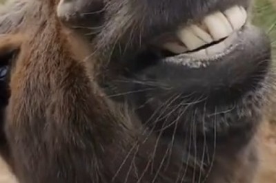 Jackass Pranks: Hilarious Moments Gone Too Far!