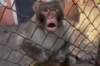 Monkey Business: Making the Monkey Look Dumbfounded!