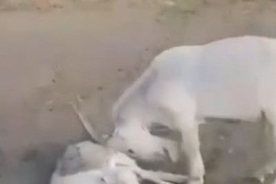 The Awkward Reality: What It Looks Like to Grab by the Balls!