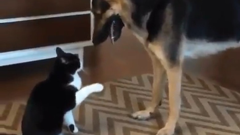 Epic Playtime: Watch a Shepherd Dog and Cat Team Up for Hilarious Fun!