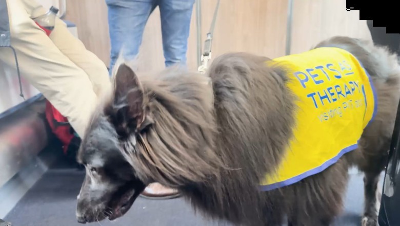 Meet Britain’s First Railway Therapy Dog — Helping Passengers Calm Down!