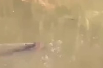 Crocodile Attack: Father Snatched From Family in Terrifying River Incident!