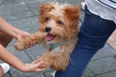 Unleashed Joy: The Bark-tastic Dog Competition That Brought Ust-Kamenogorsk Together!