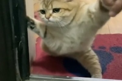 Cat Evades Tax: The Feline Mastermind Behind the Scheme