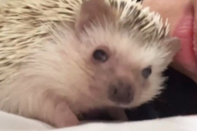 Hilarious Hedgehog Moment: Watch This Cutie Get Totally Confused!