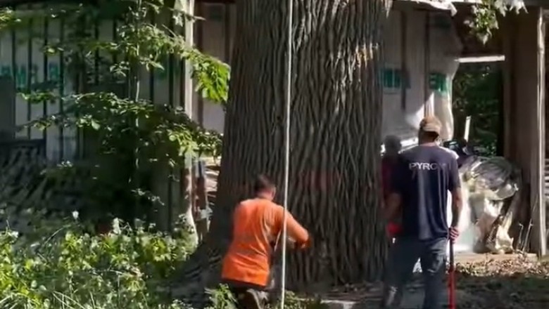 Mind-Blowing Tree Cutting Technique: Watch This Giant Fall Safely!