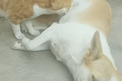 Amazing Bond: Dog Nurses Orphaned Kittens β Heartwarming Moments!