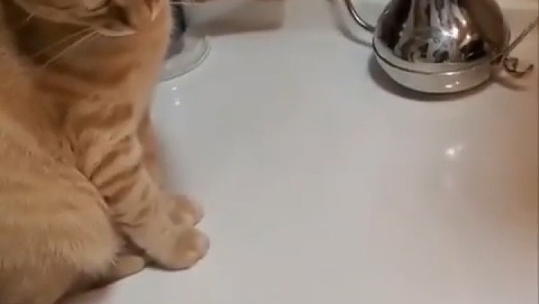 Curious Cat vs. Eggs: You Won't Believe What Happens Next! 🐾🥚