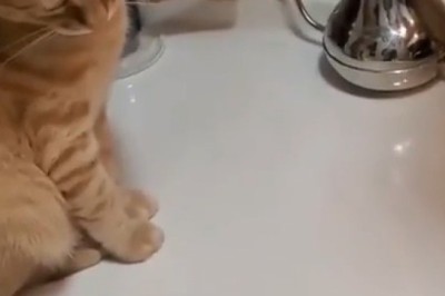 Curious Cat vs. Eggs: You Won't Believe What Happens Next! πΎπ₯