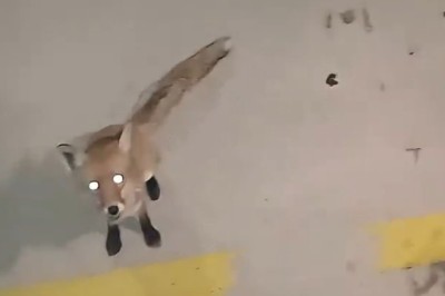 Food for Fox: Heartwarming Moment When a Fox Asks for Food! 🦊🥘