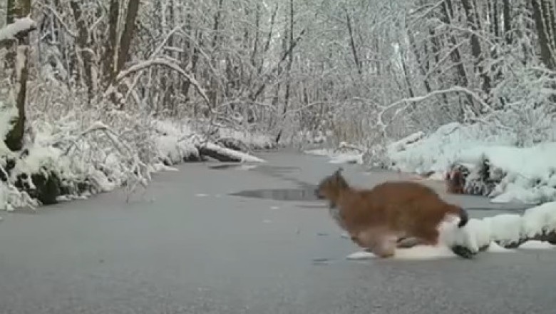 Shocking Encounter: Wild Cat vs. Ice – You Won't Believe What Happens!