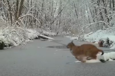 Shocking Encounter: Wild Cat vs. Ice β You Won't Believe What Happens!