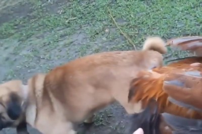 Sustainable Companions: How Roosters and Dogs are Nature's Best Friends!