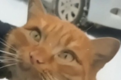 The Most Loyal Cat: Watch This Heartwarming Tale of Faithfulness!