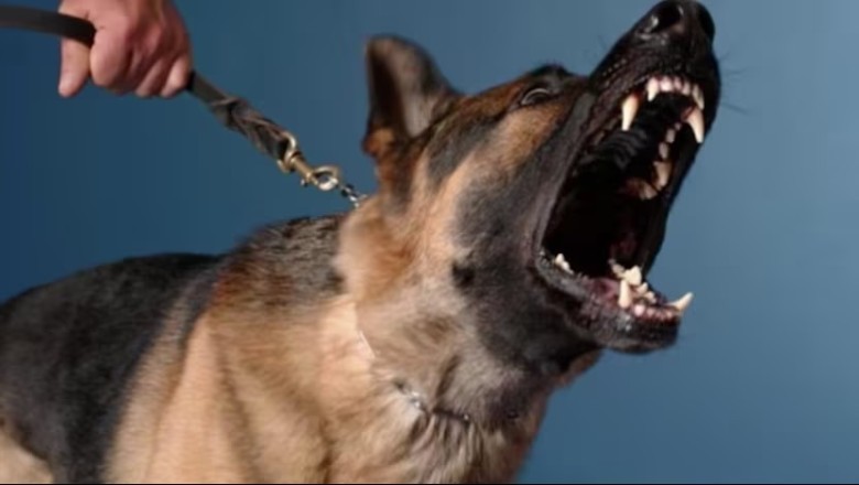 Ultimate Guide: How to Stop Your Dog from Barking Like Crazy!