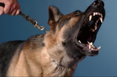 Ultimate Guide: How to Stop Your Dog from Barking Like Crazy!