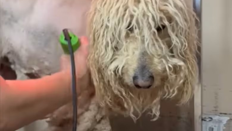 From Neglect to Joy: Watch How These Abandoned Poodles Found Hope and a New Family!