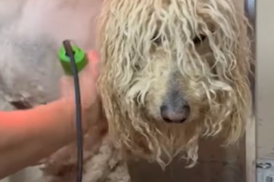 From Neglect to Joy: Watch How These Abandoned Poodles Found Hope and a New Family!