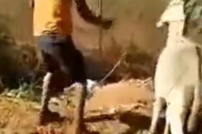 Unexpected Revenge: Donkey Gets Back at Owner!