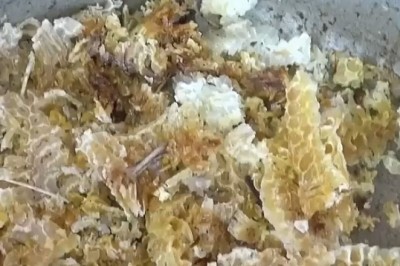 Incredible Nature Moment: Locust Holds a Bee in Stunning Close-Up!